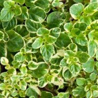 Oregano 'Variegated' 4" Pot