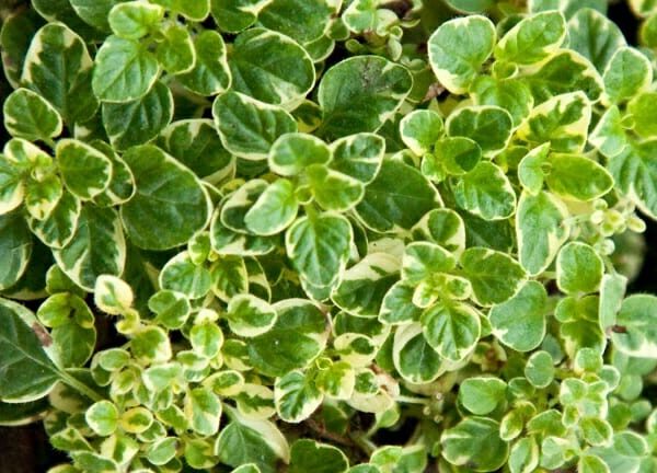 Oregano 'Variegated' 4" Pot