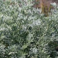 Artemisia 'Silver' Wormwood 6" Pot