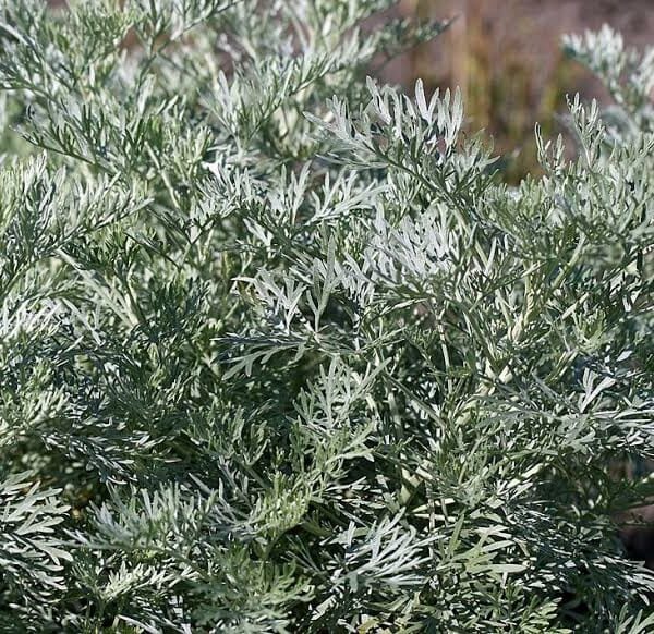 Artemisia 'Silver' Wormwood
