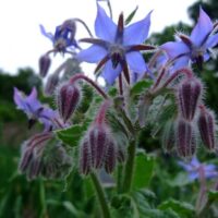 Borage Herb 4" Pot