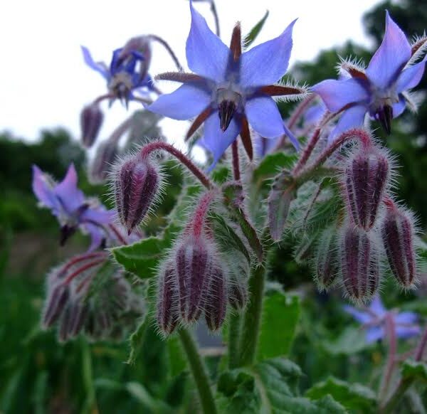 Borage Herb 4" Pot