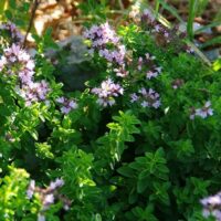 A Oregano 'Common' 4" Pot with purple flowers growing in the ground.