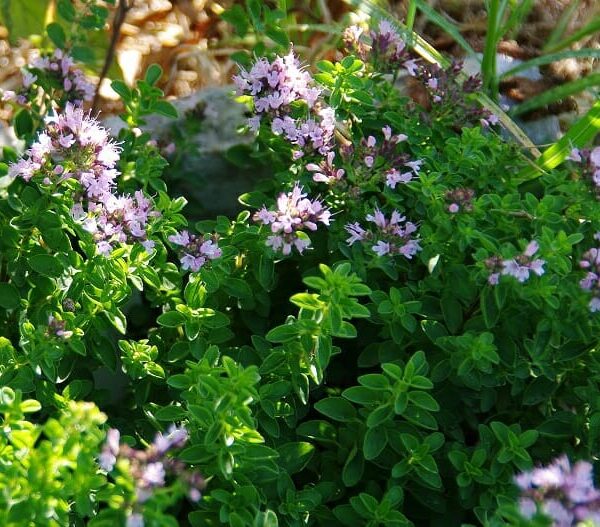 A Oregano 'Common' 4" Pot with purple flowers growing in the ground.