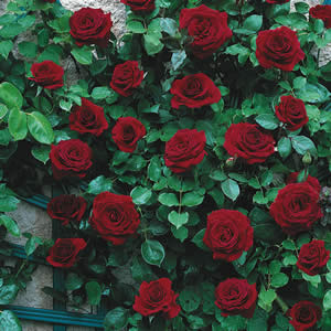 A cluster of vibrant Rose 'Black Boy' blooms with lush green leaves grows densely on a wall, showcasing this stunning garden plant's rich rose variety.