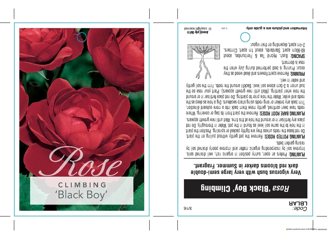 Label for the Rose 'Black Boy' variety, showcasing its stunning red blooms. The reverse side includes detailed instructions and plant care tips to ensure your rose thrives.