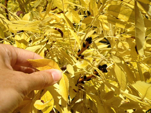 Fraxinus 'Golden Ash' Tree Weeping - Image 3