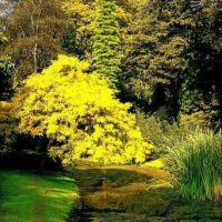 Fraxinus 'Golden Ash' Tree Weeping