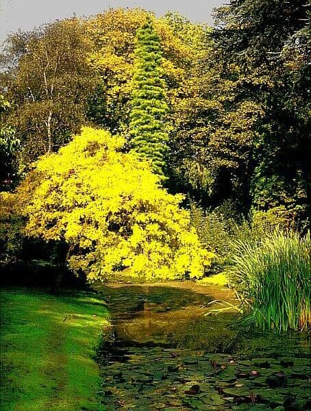 Fraxinus 'Golden Ash' Tree Weeping