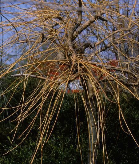 Fraxinus 'Golden Ash' Tree Weeping - Image 2