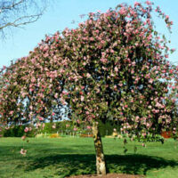 Weeping Crab Apple @ Hello Hello Plants