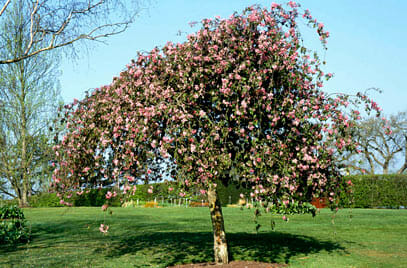 Weeping Crab Apple @ Hello Hello Plants