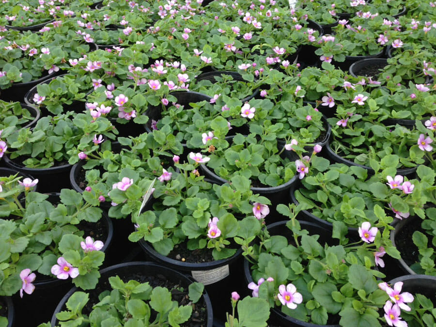 Bacopa 'Pink' - Image 2