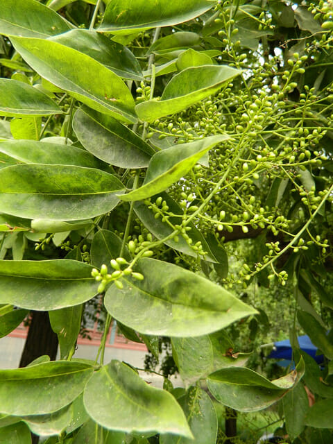 Sophora 'Weeping Japanese Pagoda Tree' - Image 2