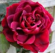 Close-up of a vibrant Rose 'Black Boy' in full bloom against a blurred background.