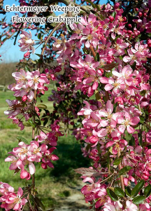 A Malus 'Echtermeyer' Weeping Apple Standard 12" Pot tree in a field.