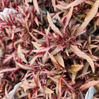 Close-up of the dense, narrow red and green leaves of a Jasminum 'Common White Jasmine' 6" Pot, forming a textured, colorful pattern.