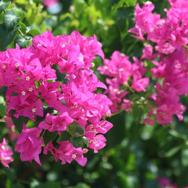 pink bougainvillea flowers, all set against a lush backdrop of vibrant green leaves.