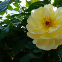 Rose 'Golden Touch' 6ft Weeper