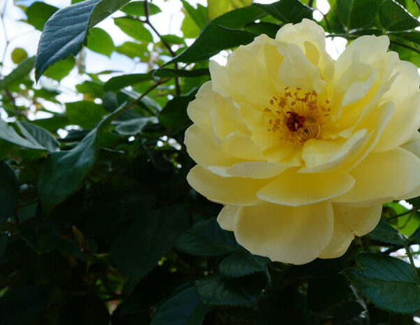 Rose 'Golden Touch' 6ft Weeper