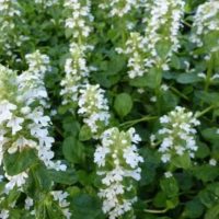Close-up of lush greenery with clusters of delicate white flowers from the Jasminum 'Common White Jasmine' in a 6" pot.