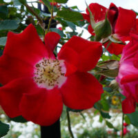 Rose 'Fire Meidiland'