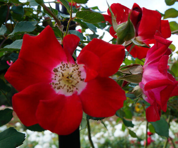 Rose 'Fire Meidiland'