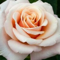 Close-up of a blooming Rose 'Spirit Of Peace' with its pale pink petals gracefully displayed against a backdrop of green leaves.