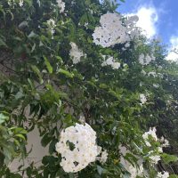 The Jasminum 'Common White Jasmine' in a 6" pot blooms on a lush green vine set against a blue sky with clouds.
