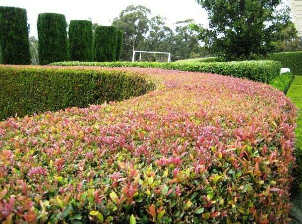 Acmena 'Cherry Surprise' Lilly Pilly - Image 2