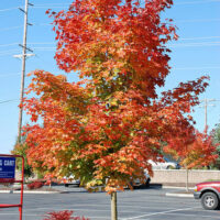 Acer 'Warrenred/Pacific Sunset' Maple