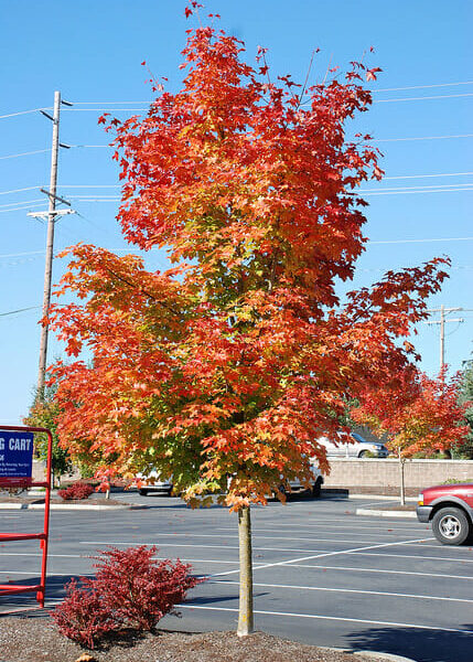 Acer 'Warrenred/Pacific Sunset' Maple