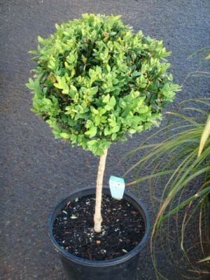 Buxus 'English Box' 2ft (Standard) 13" Pot - Image 2