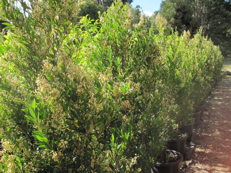 Acmena 'Cherry Surprise' Lilly Pilly - Image 3