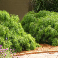 Acacia cognata 'Dazzler'