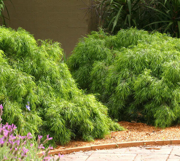 Acacia cognata 'Dazzler'