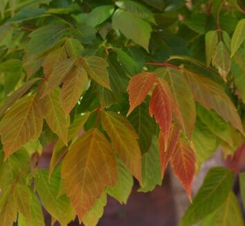 Acer 'Sensation' Maple - Image 2