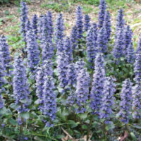 A garden with a lot of Ajuga 'Caitlin's Giant' 6" Pot flowers.