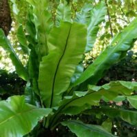 Asplenium 'Birds Nest Fern'