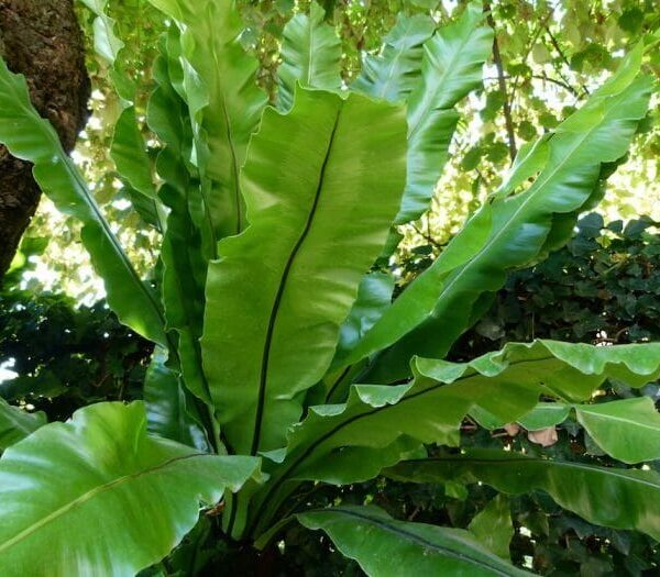 Asplenium 'Birds Nest Fern'
