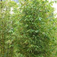 Bamboo oldhamii 'Giant Timber Bamboo' plants with dense green leaves grow outdoors in natural light, with buildings partly visible in the background.