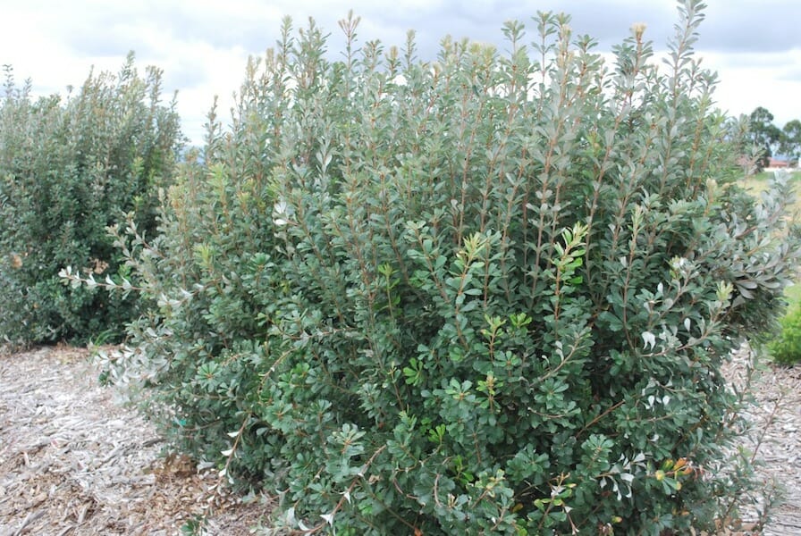 Banksia integrifolia 'Sentinel™' - Image 2