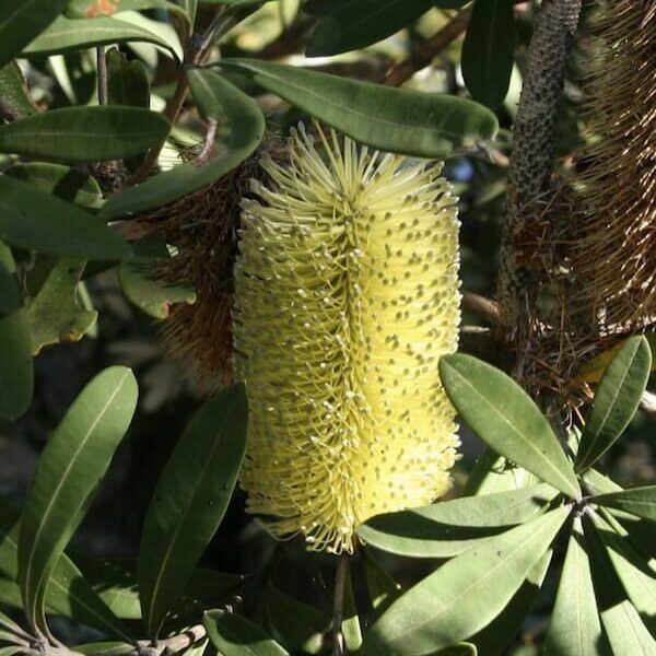 Banksia integrifolia 'Sentinel™'