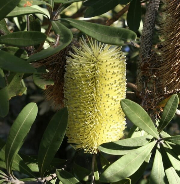 Banksia integrifolia 'Sentinel™'