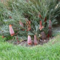 Banksia Ground Cover