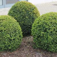 Three neatly trimmed, round Fraxinus 'Flowering Ash' bushes are planted in mulch beside a paved footpath near a building with glass doors and windows.