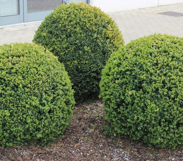 Three neatly trimmed, round Fraxinus 'Flowering Ash' bushes are planted in mulch beside a paved footpath near a building with glass doors and windows.
