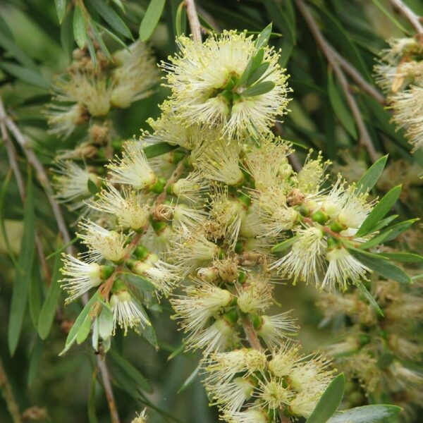 Callistemon sieberi 'River Bottlebrush' 12" Pot
