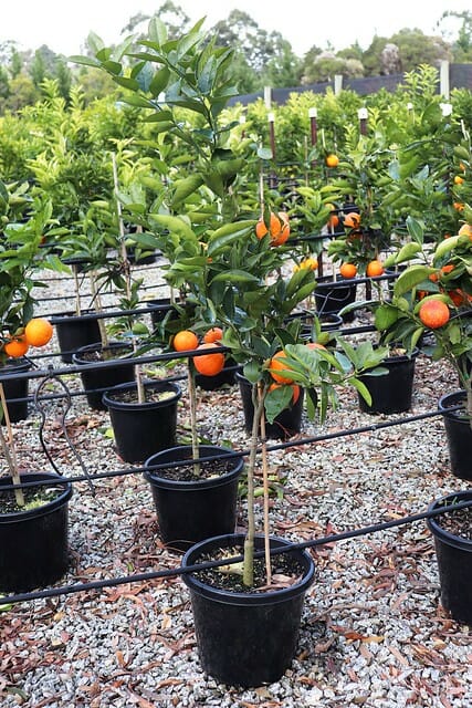 Citrus Orange Tree 'Blood Orange' 13" Pot, displaying ripe fruit in a nursery setting.