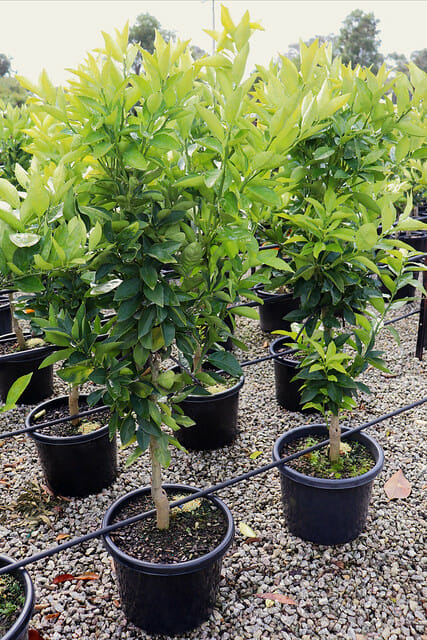 Young Citrus Orange Tree 'Blood Orange' growing in 13" pots at a nursery.